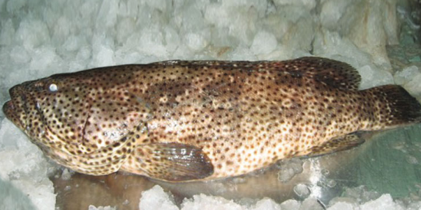 blackspotted