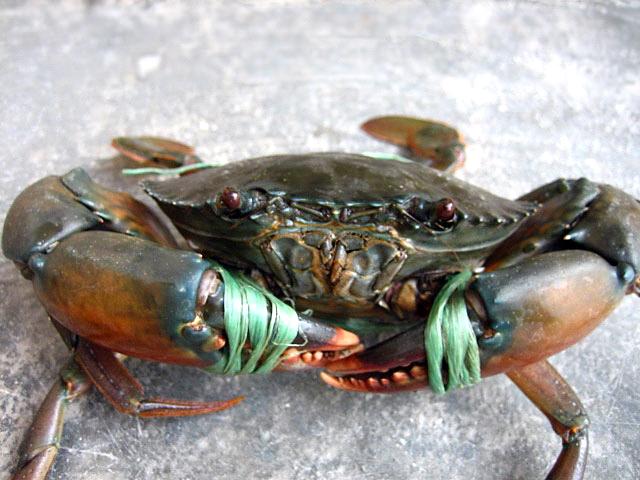 crab