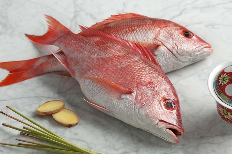 redsnapper