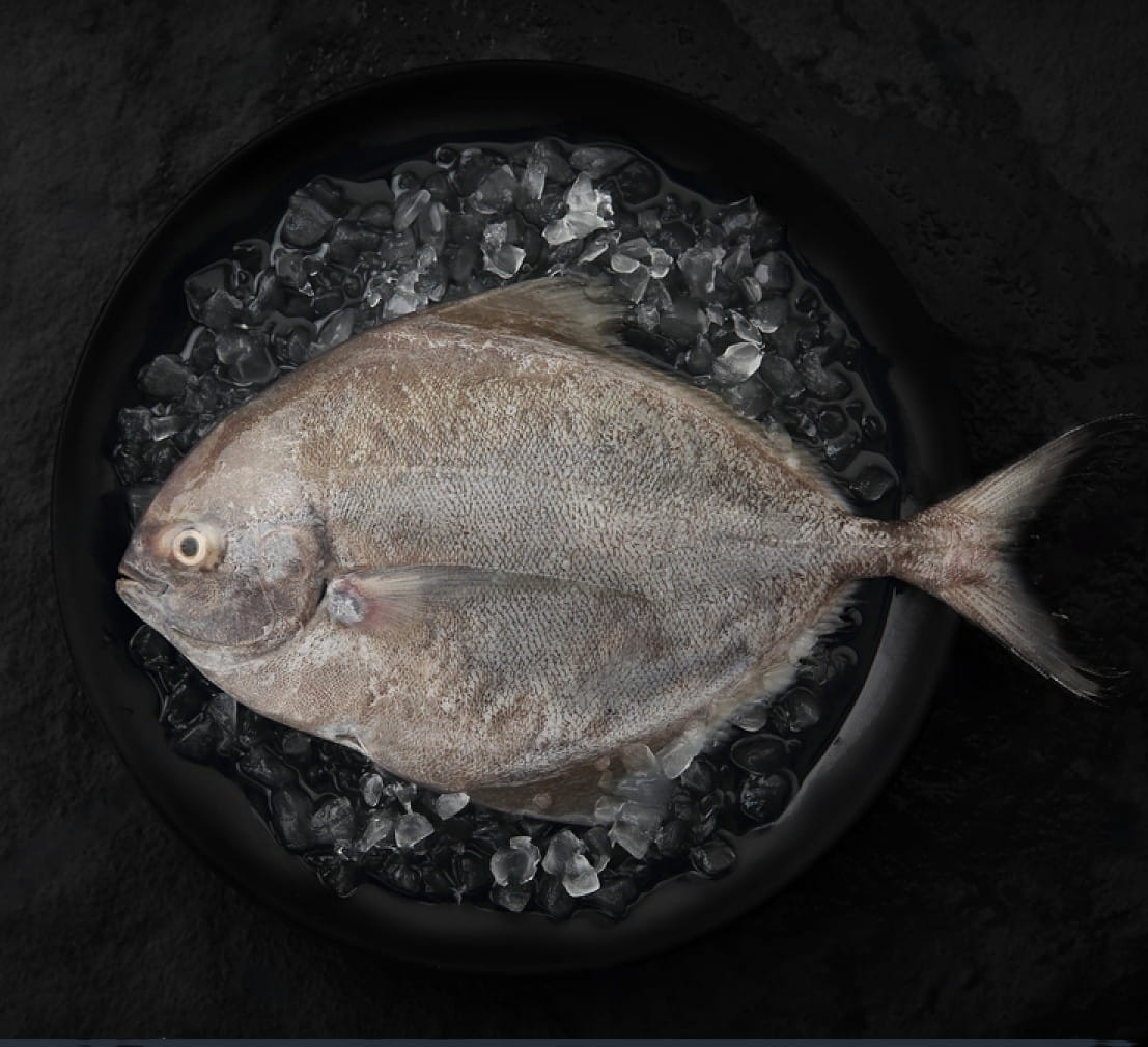 stock-photo-fresh-black-pomfret-fish-on-dark-background-1816108280-transformed