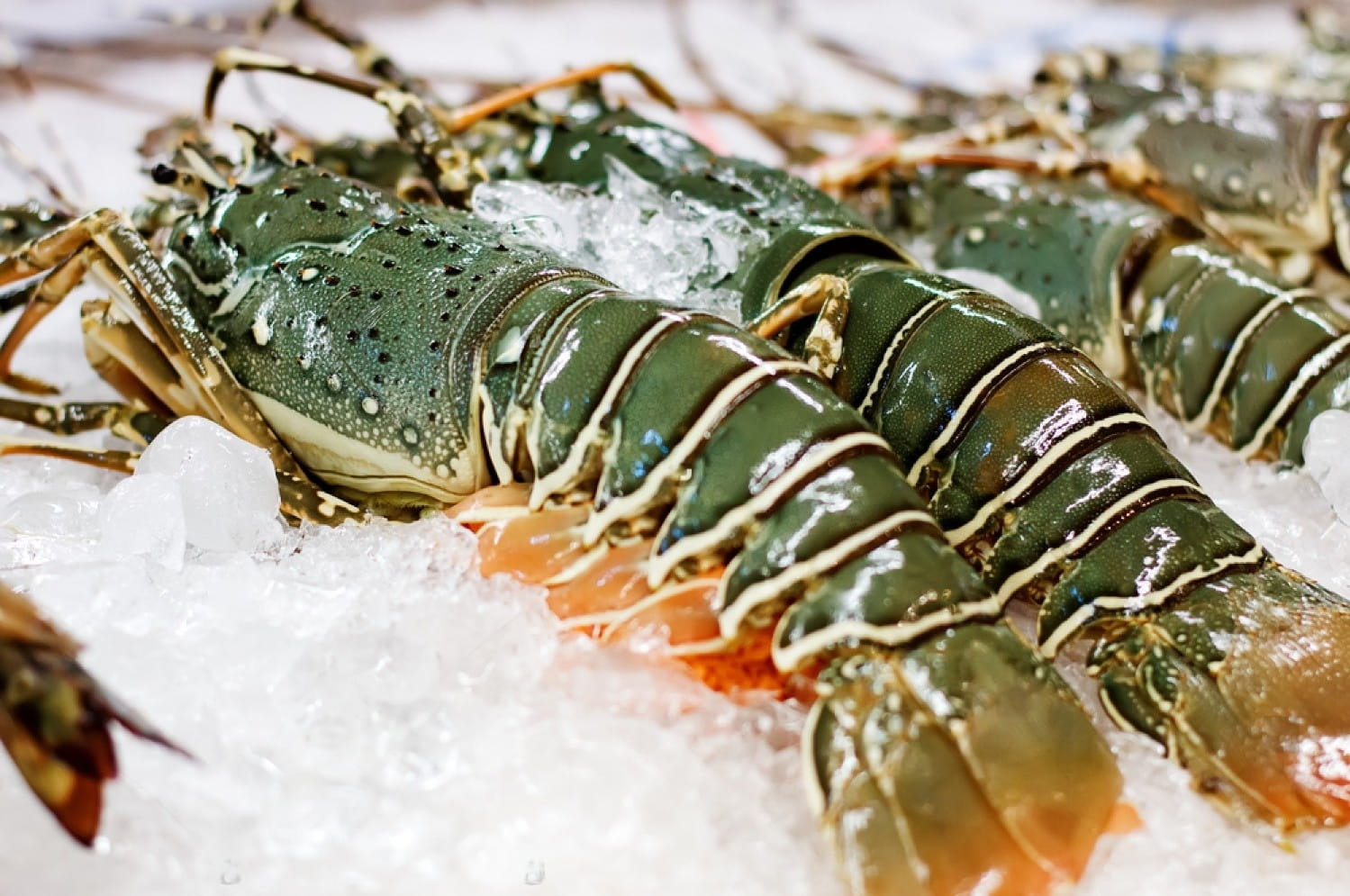 stock-photo-fresh-lobsters-on-ice-street-food-in-asia-spiny-lobsters-close-up-534335713-transformed