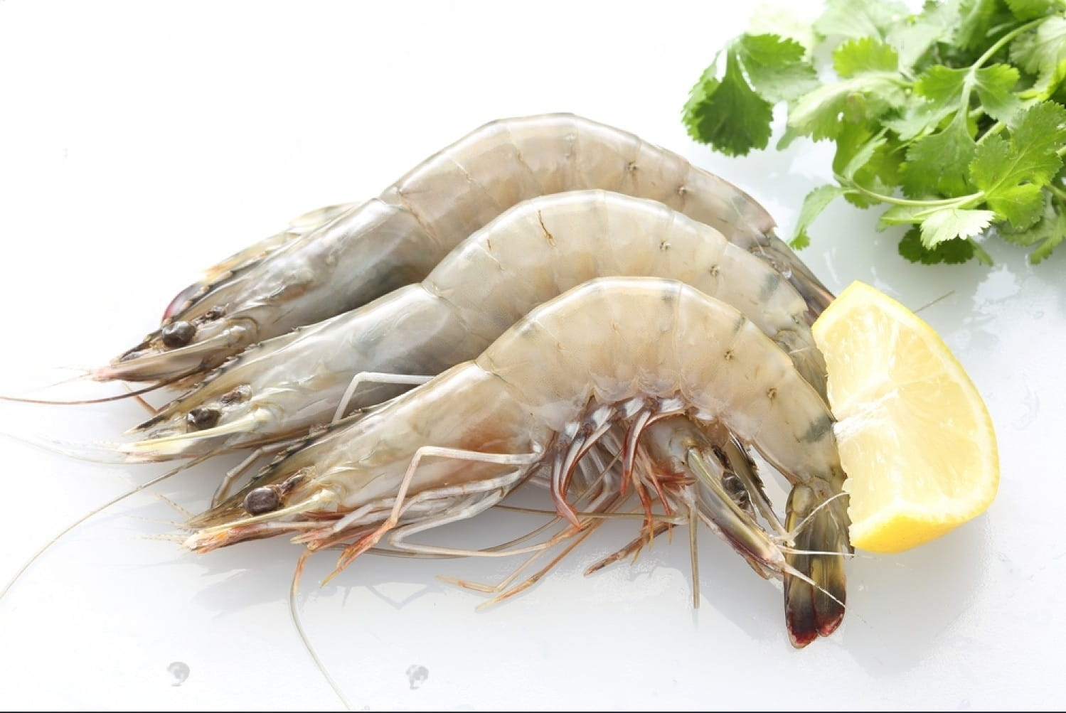 stock-photo-top-view-of-fresh-gulf-shrimps-176040140-transformed