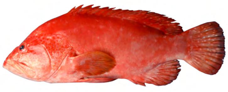 tomato grouper